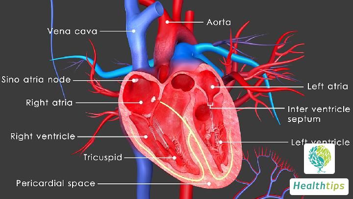 Why Is My Pulse Only 50 Beats Per Minute?