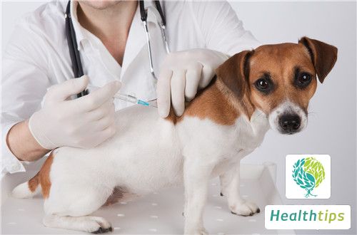 What Are the Symptoms of Rabies?