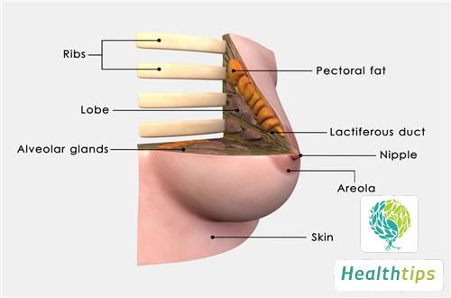 How Are Breast Nodule Grades Classified?