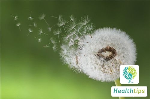 Can Dandelion Flowers Be Infused in Water for Drinking?