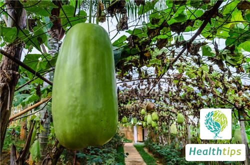 How to Consume Winter Melon for Weight Loss?