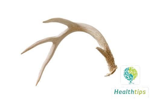 Can Deer Antler Be Consumed Directly? What Are the Benefits?