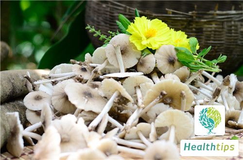 What are the Benefits and Functions of Chicken Mushrooms?