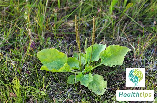 What Are the Health Benefits of Plantago and Dandelion?