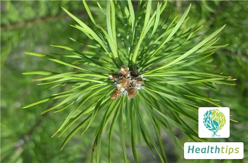 What Are the Benefits and Effects of Pine Needles?