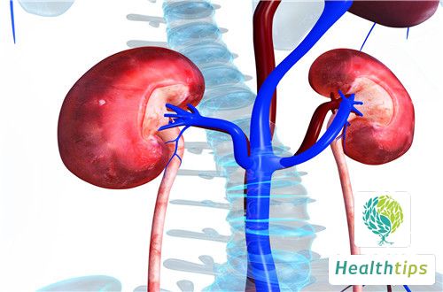 Where Are Human Kidneys Located and What Diseases Can Affect Them?