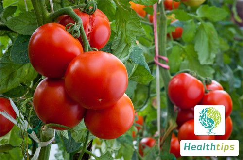 Is Tomato a Cold or Hot Food in Terms of its Nature?