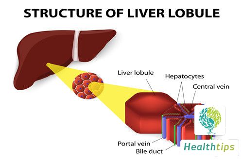 What is the Significance of Each Liver Function Test Indicator?