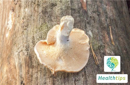 What Are the Benefits of Cooking Soup with Hericium Erinaceus?