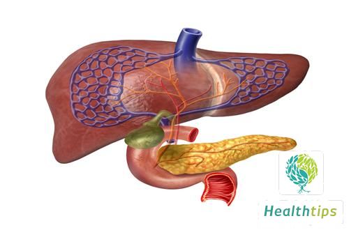 What Are the Key Functions of the Human Liver?