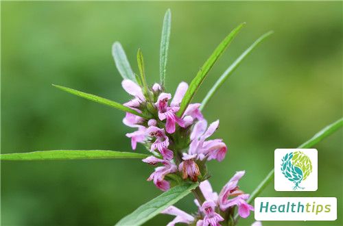 What are the Benefits and Functions of Fresh Motherwort?