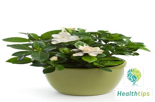 What Are the Functions and Main Uses of Gardenia Jasminoides?