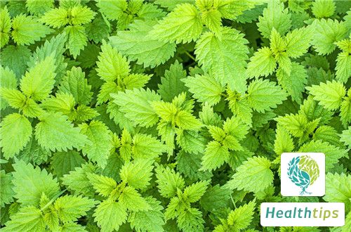 What are the Benefits and Uses of Nettles?