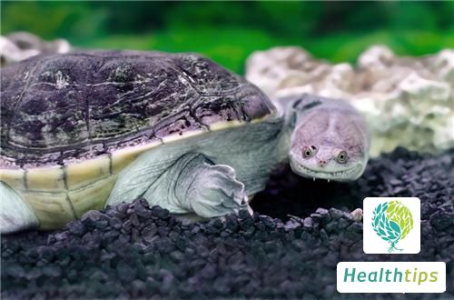 What are the Benefits and Effects of Turtle Meat, and What Are Its Contraindications?