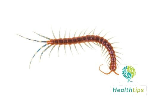 What Are the Benefits of Centipedes?